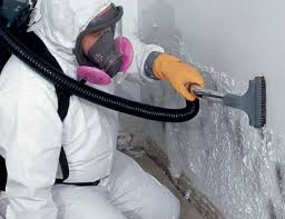 Why You Should Choose Our Mold Remediation Services in Holliday, TX